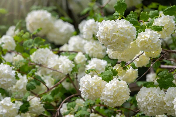 Flores brancas exuberantes de viburnum roseum . — Fotografia de Stock
