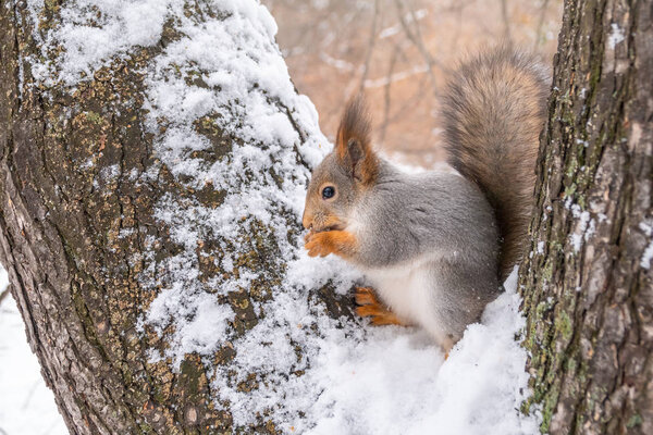 Squirrel in winter sits on a tree branch with snow.