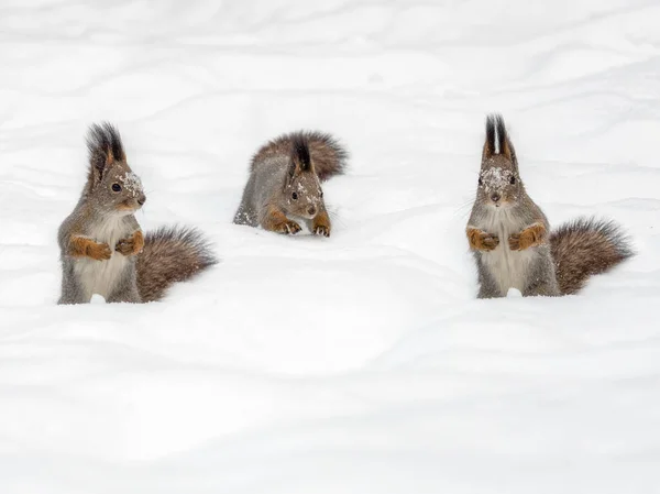 Tres ardillas sobre nieve blanca —  Fotos de Stock