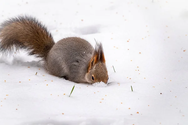 Eichhörnchen versteckt Nüsse im weißen Schnee — Stockfoto
