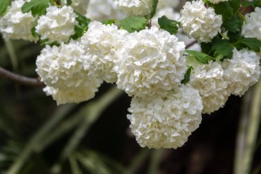Viburnum gülgülü yemyeşil beyaz çiçekler.