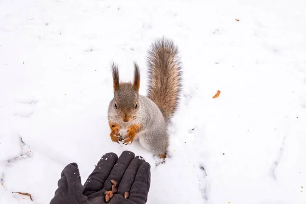 Белка зимой сидит на снегу и ест орехи с руки. . — стоковое фото