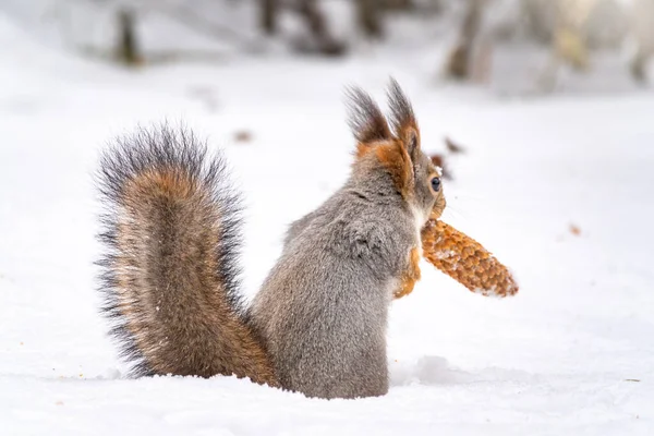 Eine Rückansicht eines Eichhörnchens mit einem Tannenzapfen im Maul — Stockfoto