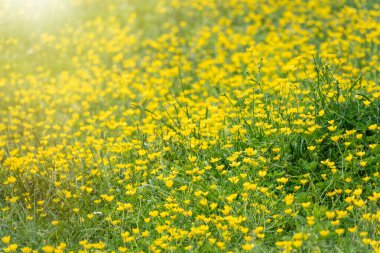 Yeşil çayır, güneş ışığında sarı kır çiçekleri. Kopya alanı olan yaz ya da bahar arkaplanı. Düğünçiçeği sarı çiçekleri Ranunculus montanus dağı.