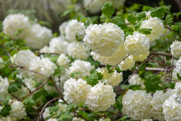 Flores brancas exuberantes de viburnum roseum . — Fotografia de Stock