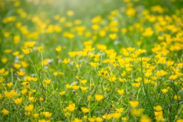 Πράσινο λιβάδι με κίτρινα αγριολούλουδα στο φως του ήλιου. Καλοκαίρι ή άνοιξη φόντο με αντίγραφο χώρο. Κίτρινα άνθη βουνίσιου Ranunculus montanus. — Φωτογραφία Αρχείου