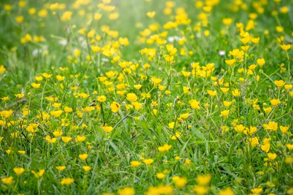 Zelená louka se žlutými květy na slunci. Letní nebo jarní pozadí s kopírovacím prostorem. Žluté květy podmáslí hory Ranunculus montanus. — Stock fotografie