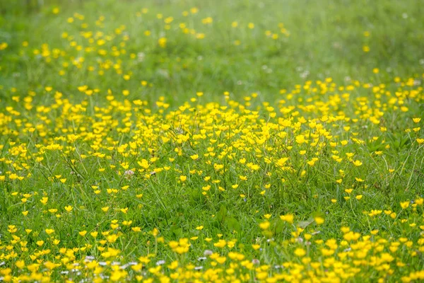 Grön äng med gula vilda blommor i solljuset. Sommar eller vår bakgrund med kopieringsutrymme. Gula blommor av smörblomma berg Ranunculus montanus. — Stockfoto