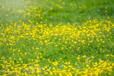 Yeşil çayır, güneş ışığında sarı kır çiçekleri. Kopya alanı olan yaz ya da bahar arkaplanı. Düğünçiçeği sarı çiçekleri Ranunculus montanus dağı.
