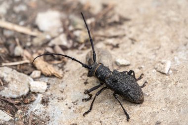 Beetle Large Oak Barbel - Cerambyx Cerdo. Böcek oduncusu.