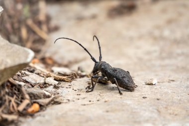 Beetle Large Oak Barbel - Cerambyx Cerdo. Böcek oduncusu.