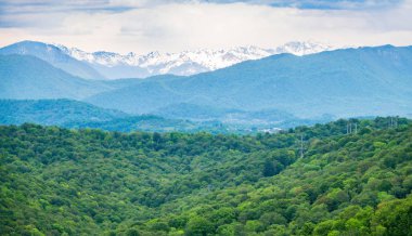 Dağ yamacında kalın bir orman. Ufukta karla kaplı dağlar görülüyor