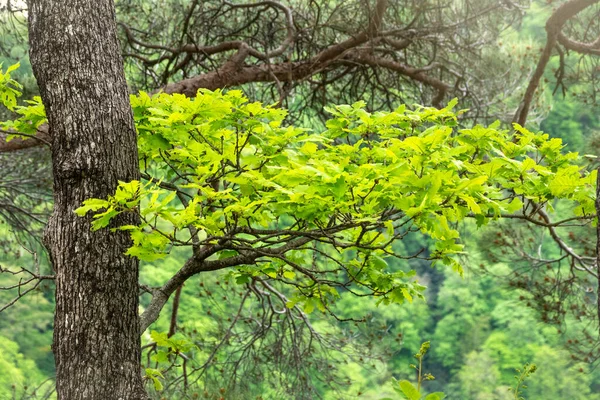 Oak branches with green leaves on a natural blurred background