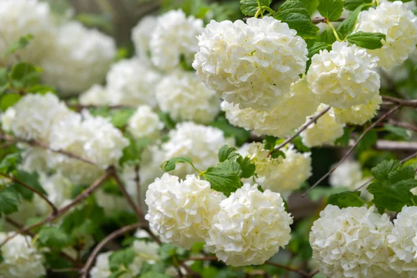 Fiori bianchi lussureggianti di rosa viburno . — Foto Stock