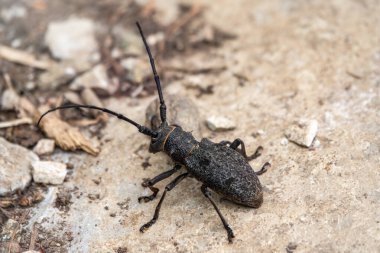 Beetle Large Oak Barbel - Cerambyx Cerdo. Böcek oduncusu.