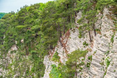 Yoğun yeşil ormanda kayalık uçurum. Dağ ormanında bahar renkleri.