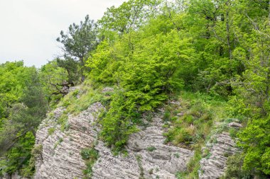 Yoğun yeşil ormanda kayalık uçurum. Dağ ormanında bahar renkleri.