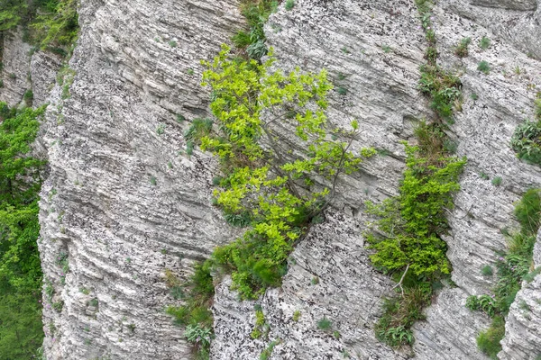 stock image Green plants on a steep limestone rock.