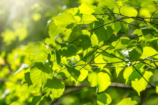Green leaves of linden Tilia dasystyla on a green background — ストック写真