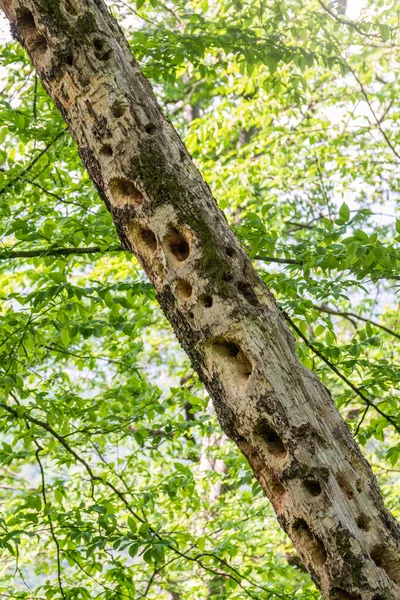 Gaten in een droge boom van het werk van specht — Stockfoto