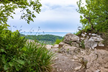 Yeşil orman ve denizin arka planında taş bir kaya. Yeşil yaprakları ve mavi denizi olan yaşlı ağaçlarla dolu renkli bir manzara..