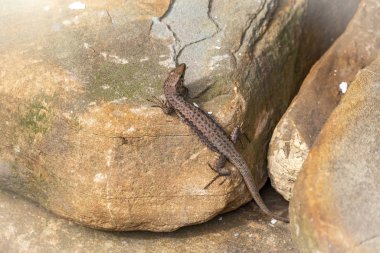 Kum kertenkelesi Lacerta agilis bir taşın üzerinde oturur.