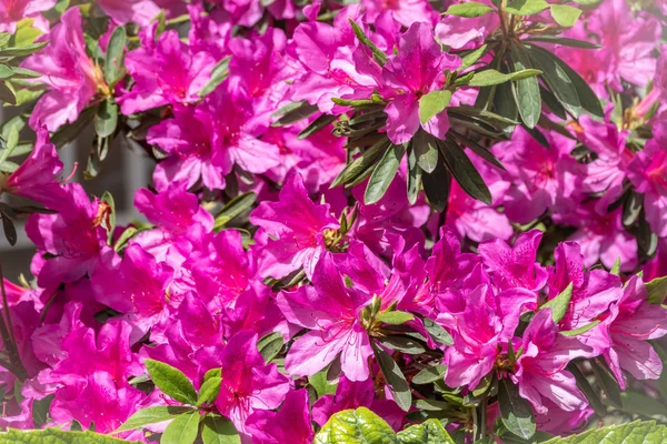 Pembe ormangülü çiçekleri güzel bir görüntü ile — Stok fotoğraf