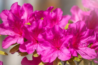 Pembe ormangülü çiçekleri güzel bir görüntü ile