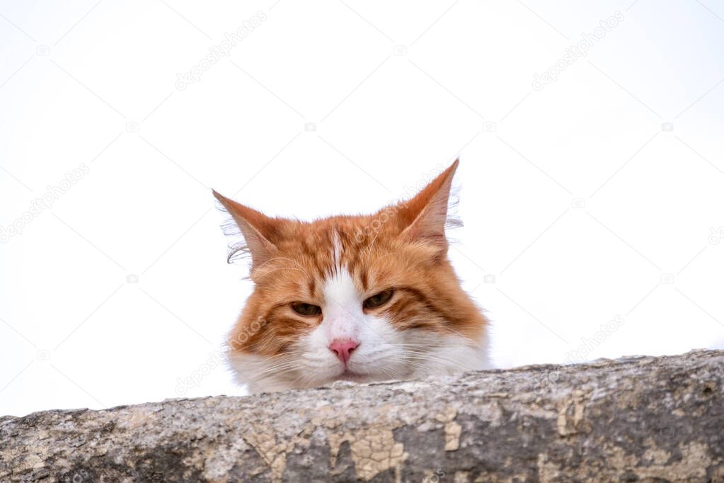 Red cat peeks out from behind a fence on a white background