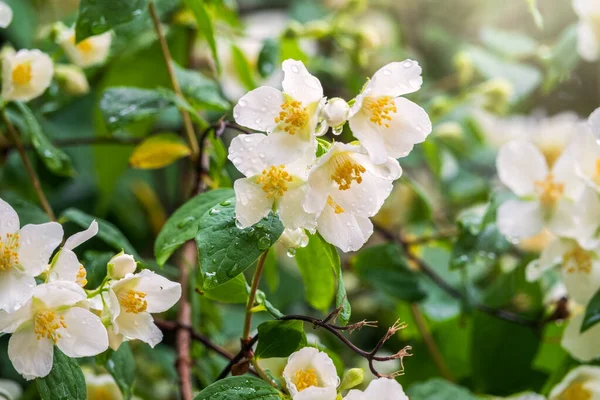 Flores blancas brillantes con gotas de lluvia. Philadelphus coronarius, dulce mock-orange, cornejo inglés — Foto de Stock