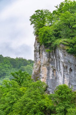 Yoğun yeşil ormanda kayalık bir uçurum. Sisin içindeki dağ ormanı.