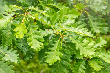 Yeşil meşe yaprakları ve yağmur üstüne su damlaları