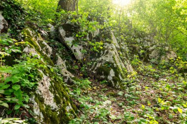 Yoğun yağmur ormanlarında yosunla büyümüş ağaçların arasından geçen güneş