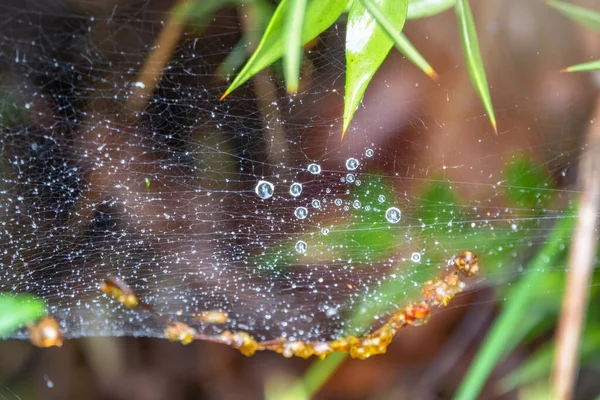 雨后雨滴下在森林里的蜘蛛网 — 图库照片
