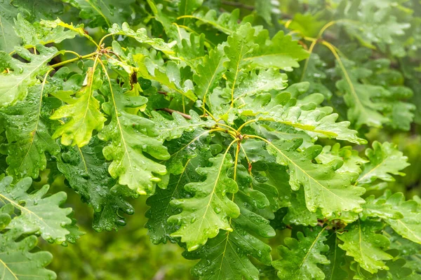 Yeşil meşe yaprakları ve yağmur üstüne su damlaları