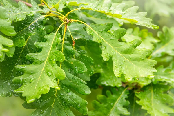 Green oak leaves with drops of water after rain