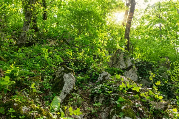 A nap a fák bebora a moha sűrű esőerdők — Stock Fotó