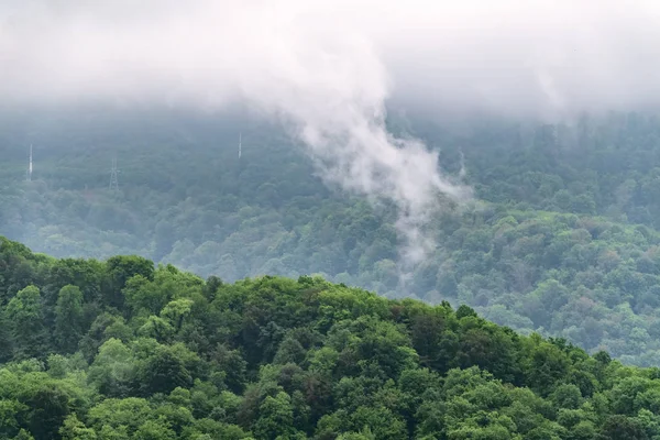 Fog in the dense green forest on the top of the hill