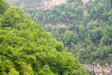 Kayalık kayalıklarda yoğun yeşil ormanda sis var.