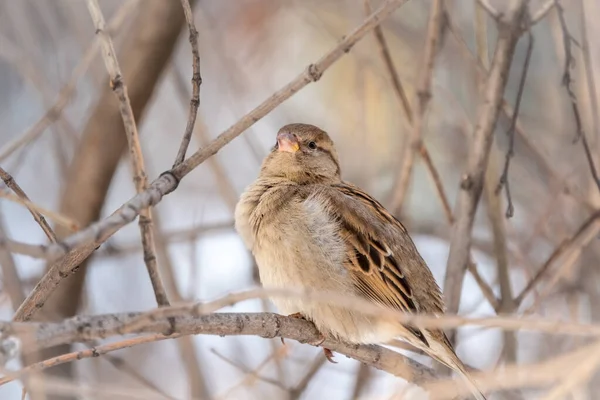 Sparrow sits on a branch among autumn yellow leaves. — Stock Photo, Image