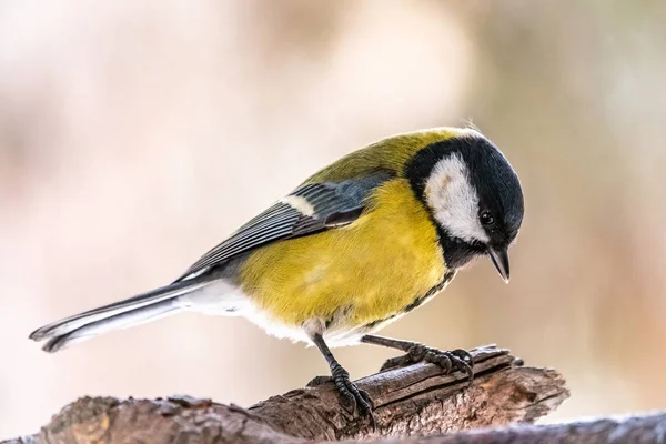 Söt fågel Bra tit, sångfågel sitter på grenen med suddig höst eller vinter bakgrund — Stockfoto