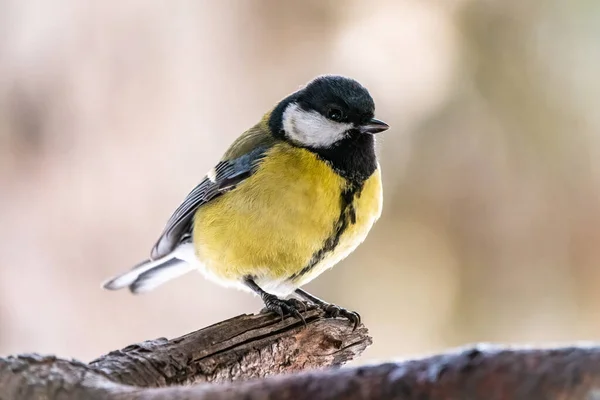 Cute bird Great tit, songbird sitting on the branch with blurred autumn or winter background