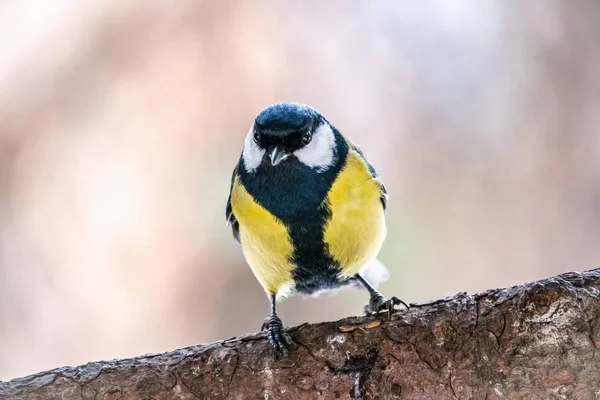 Söt fågel Bra tit, sångfågel sitter på grenen med suddig höst eller vinter bakgrund — Stockfoto