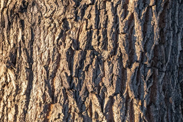 Textura de corteza en relieve de un arce viejo — Foto de Stock