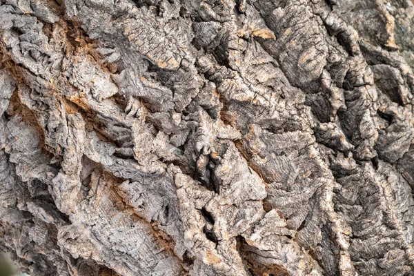 Tekstur af præget bark af en gammel ahorn - Stock-foto