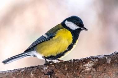 Şirin kuş Büyük meme, dalda oturan ötücü kuş Bulanık sonbahar ya da kış arkaplanı