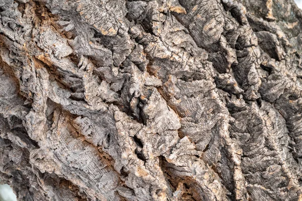 Textura de corteza en relieve de un arce viejo —  Fotos de Stock