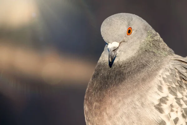 Porträt einer wichtigen Taube. — Stockfoto