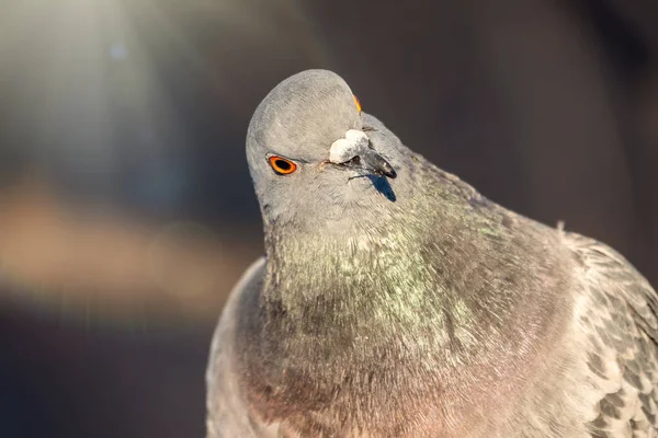 Portrait of an important pigeon. — 스톡 사진