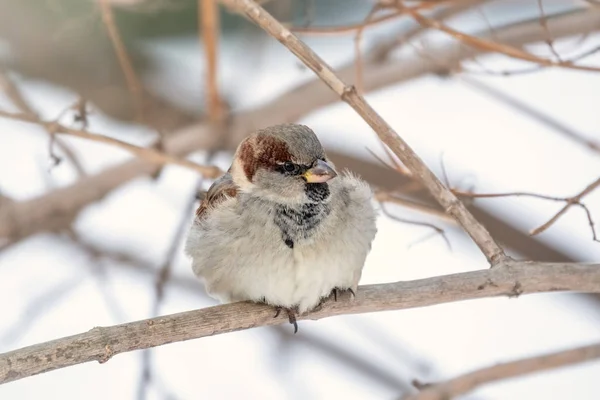 Sparrow zit op een tak zonder bladeren. — Stockfoto